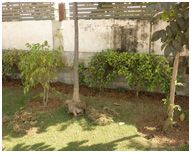 Cutting/ Uprooting Of Already Dead Trees