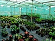 Green house for indoor plants