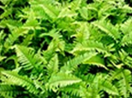 Nephrolepis Gold