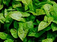 Lemon Syngonium