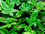 Dpryopteris Ludens