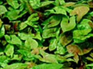 Bronze Syngonium