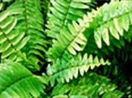 Marble Fern