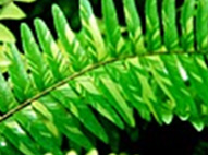 Marble Fern