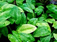 Spathiphyllum