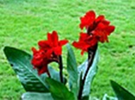Red Kena
