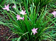 Zaphranthus Lilly