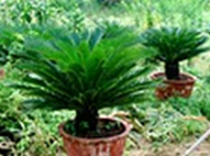 Cycuss Revoluta