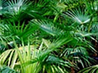 Thrinax Palms