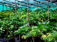 Arca Palms