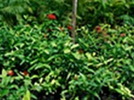 Red Duffi Ixoras