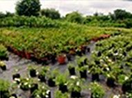 Nursery View
