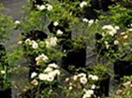 Summer Snow Roses