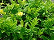 Mandevilla Yellow
