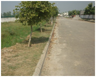 grass cutting