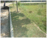 grass cutting