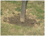 Manuring Is Done To All Plants