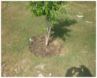 Manuring Is Done To All Plants