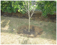 Manuring Is Done To All Plants