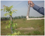 Pruning