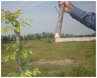 Pruning Of Trees Who Had Dead Ends