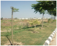 Pruning Of Trees Who Had Dead Ends