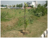 Pruning Of Trees Who Had Dead Ends