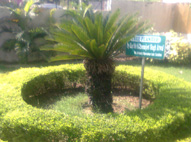 Rising Star School