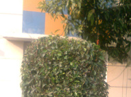 Rising Star School