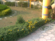 Rising Star School