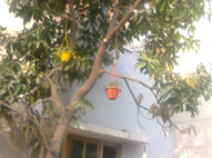 Rising Star School