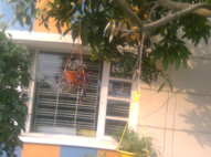 Rising Star School