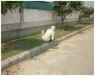 Trimming Of Grass