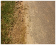Result of Spray as Unwanted grass is vanished.