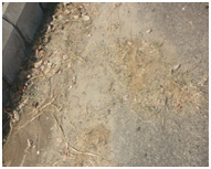 Result of Spray as Unwanted grass is vanished.