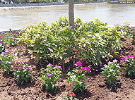 Sukhmani Park